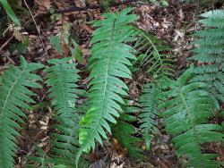 Blechnum deltoides. Mature plant with fertile and sterile fronds.
 Image: L.R. Perrie © Leon Perrie CC BY-NC 3.0 NZ